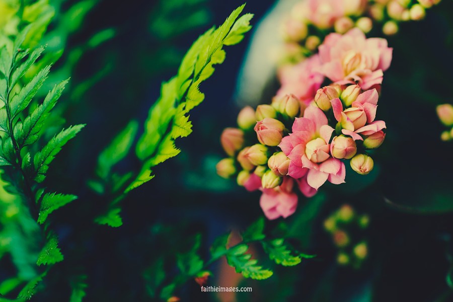 Faithieimages - From my garden 007