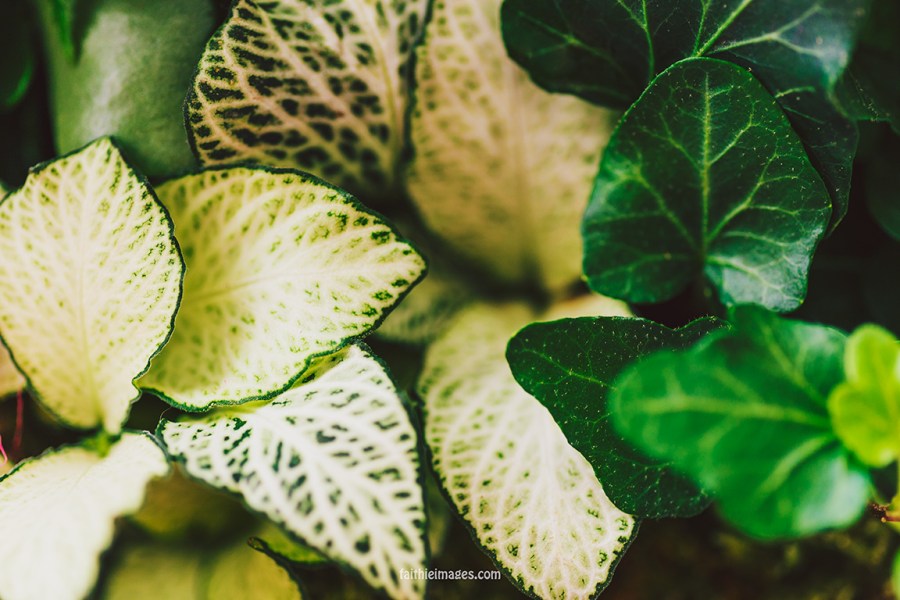 Faithieimages - From my garden 010