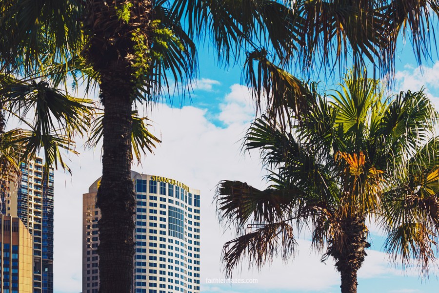 Faithieimages - Sunshine on the Harbour 010