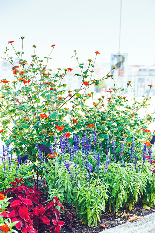 Faithieimages - Jacaranda &amp; co 002