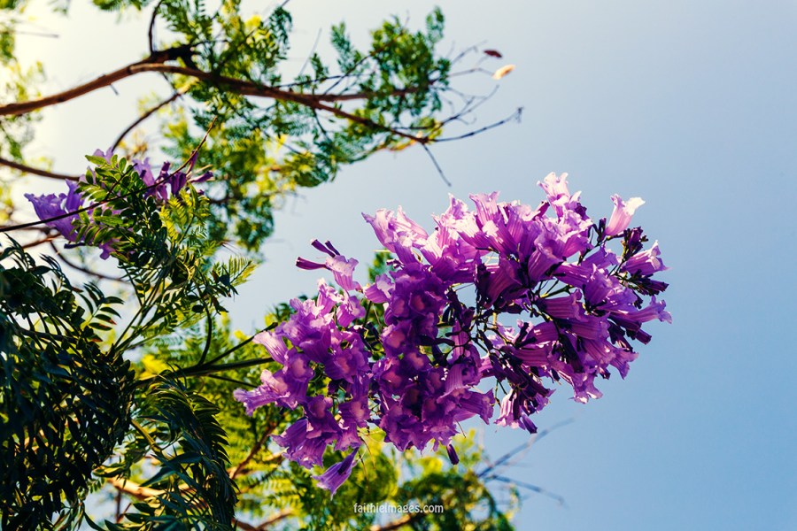 Faithieimages - Jacaranda &amp; co 003