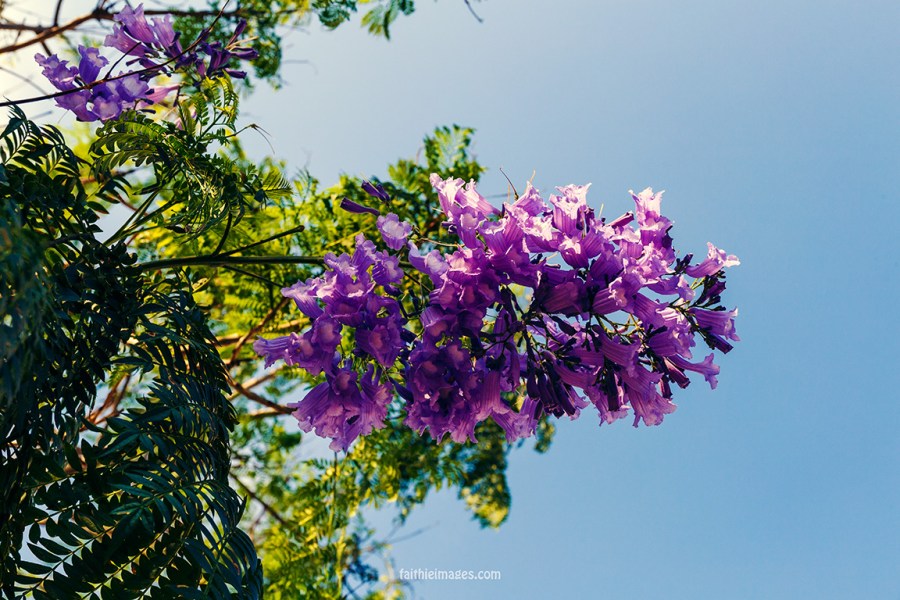 Faithieimages - Jacaranda &amp; co 004
