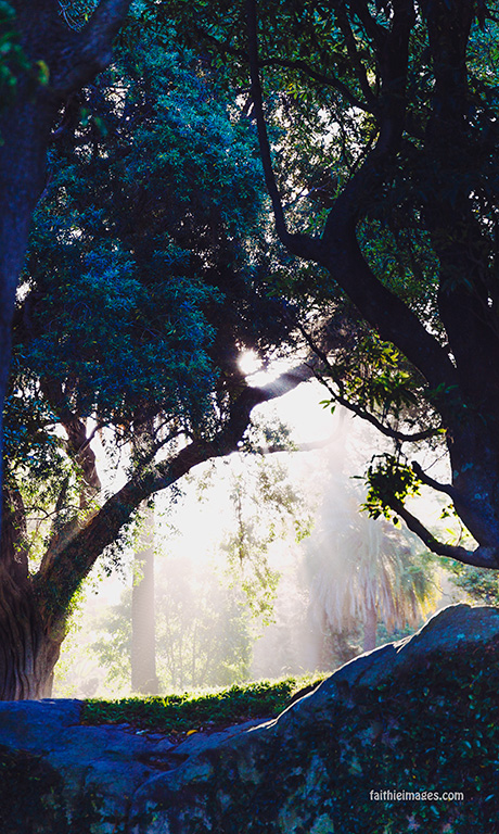 Faithieimages - Light and trees 002