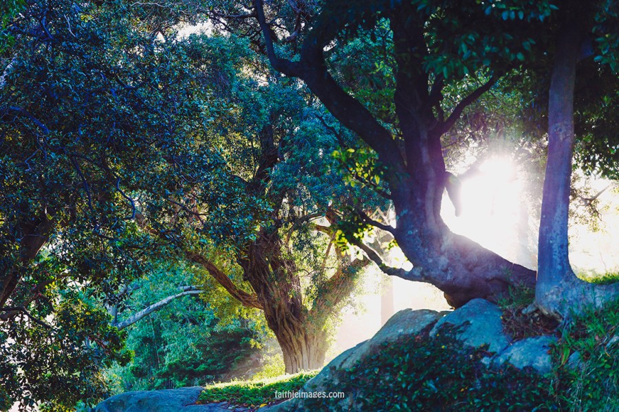 Faithieimages - Light and trees 003