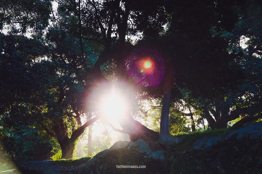 Faithieimages - Light and trees 004