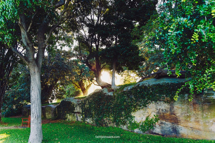 Faithieimages - Light and trees 005